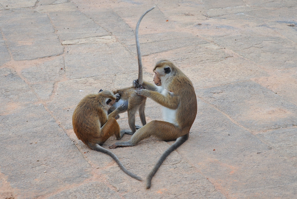 Anuradhapura 17