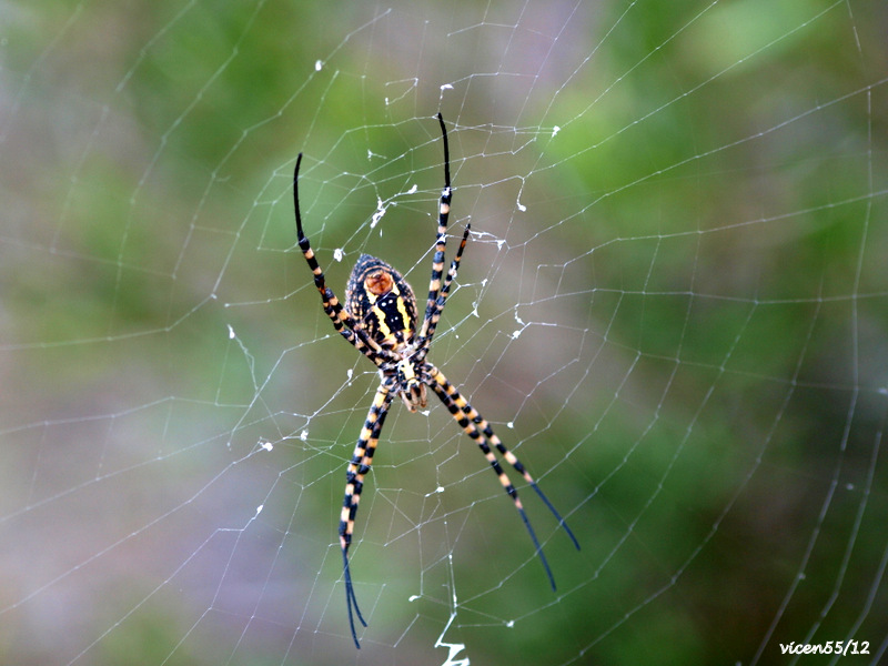 Anverso araña ?