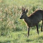 Anwechselnder Bock