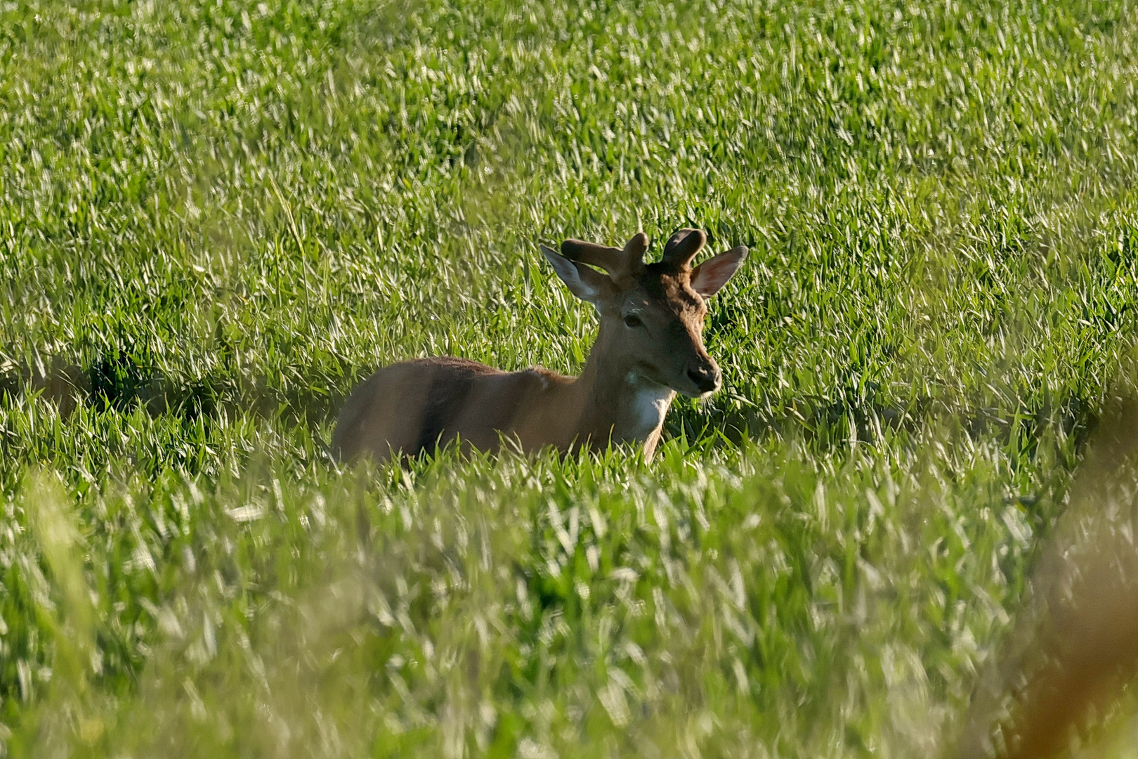 Anwechselnder Damhirsch