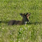 Anwechselnder Damhirsch