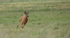 Anwechselnder Jählingsbock