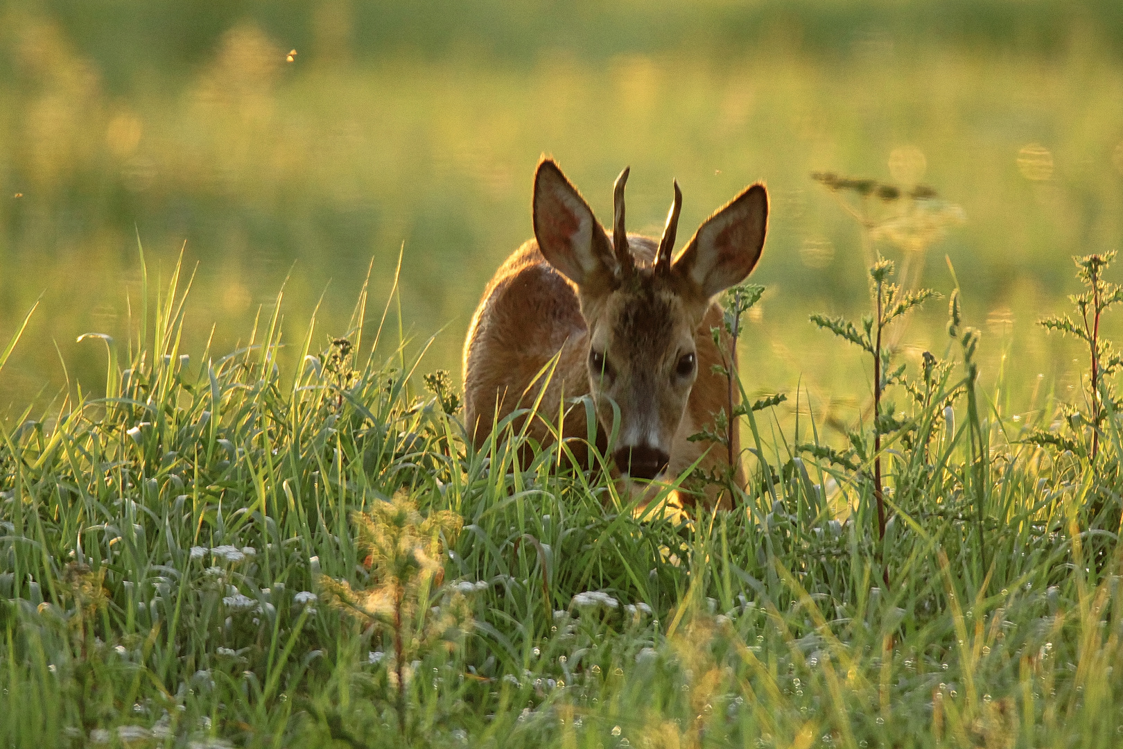 Anwechselnder Jährlingsbock