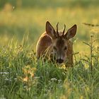 Anwechselnder Jährlingsbock