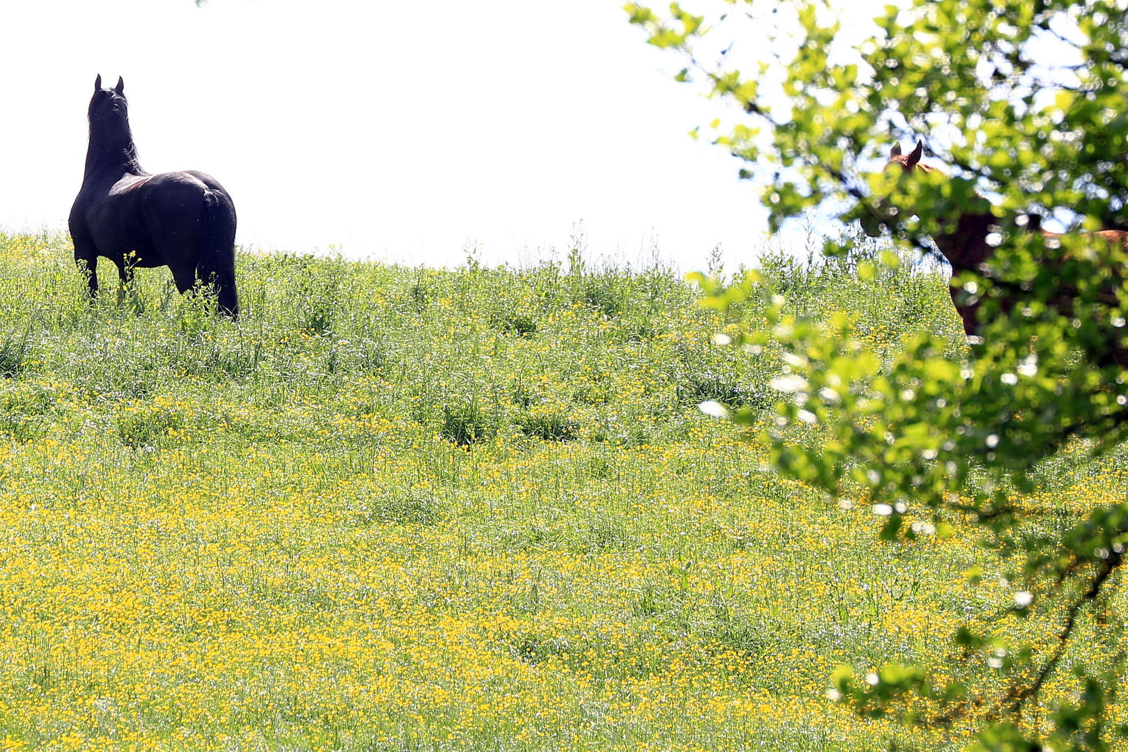 Anweiden 2018 053