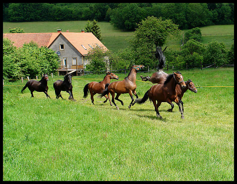 Anweiden