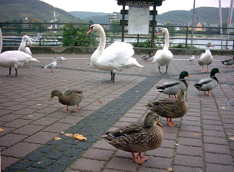 Anwohnerversammlung auf der Rheinpromenade von Bad Breisig