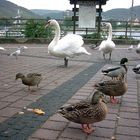 Anwohnerversammlung auf der Rheinpromenade von Bad Breisig