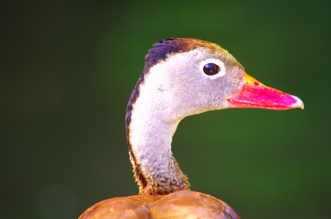 Anyone for duck soup?