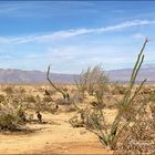 Anza-Borrego Desert State Park