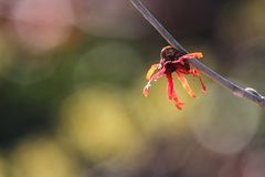 Anzeichen für den Frühling