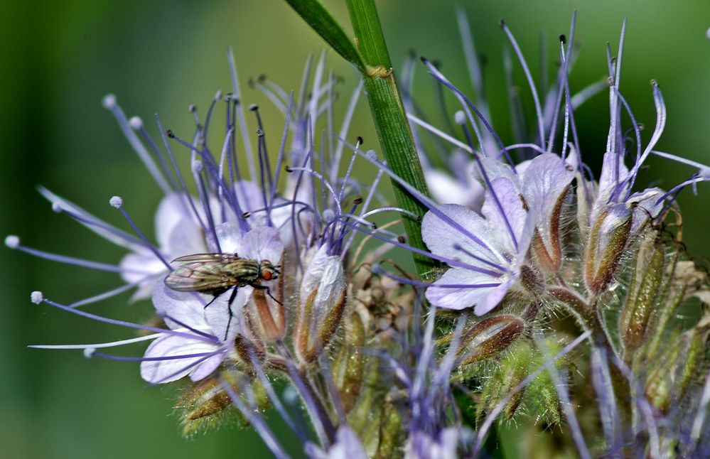 Anziehendes Blau