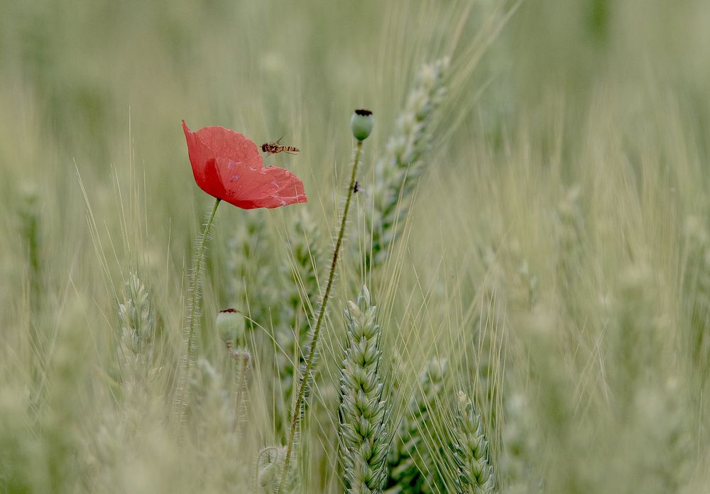 anziehendes Rot