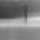 Año 1.964- Niebla en el pantano