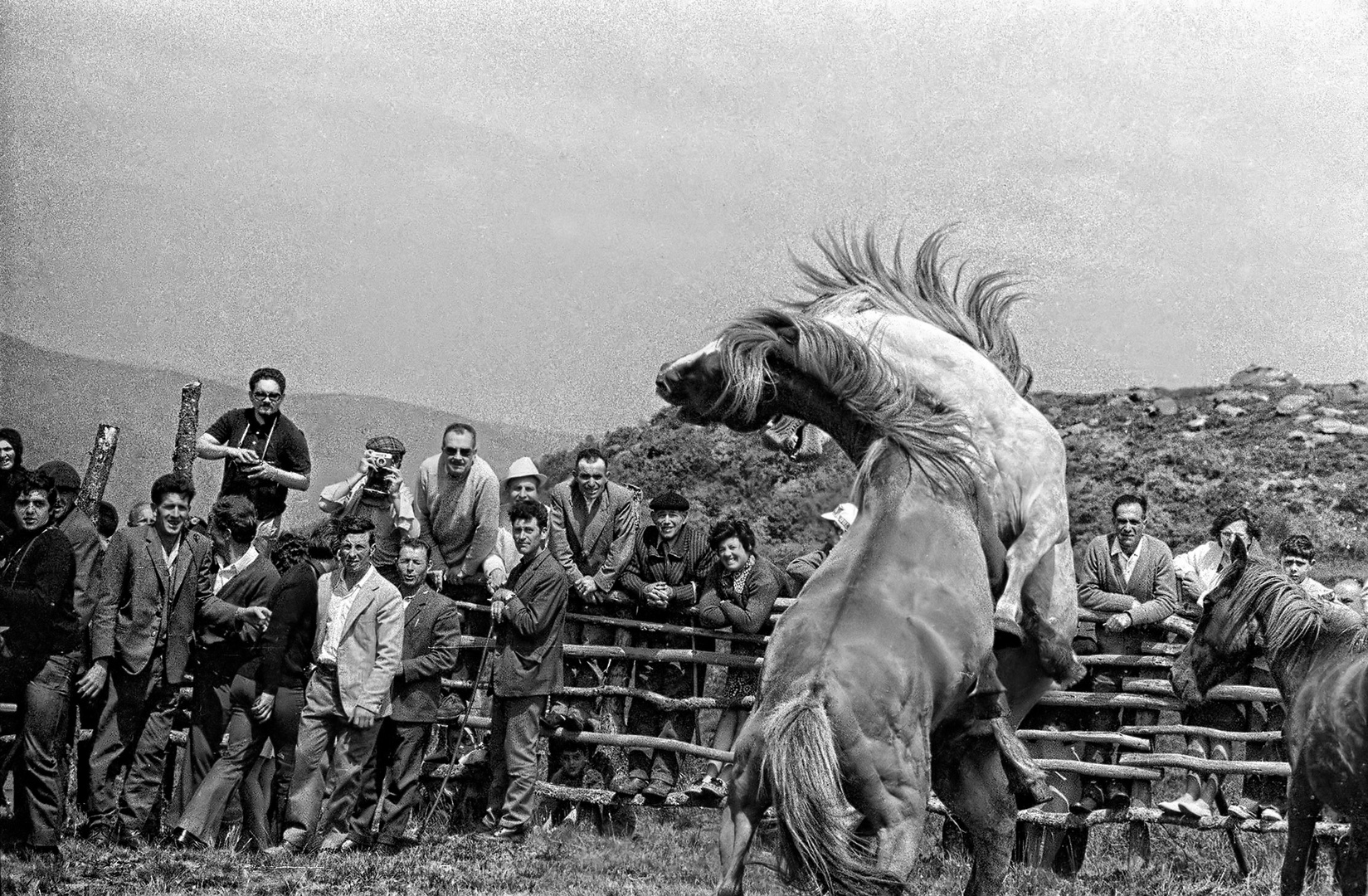 aÑO 1.964- -PELEA DE GARAÑONES.