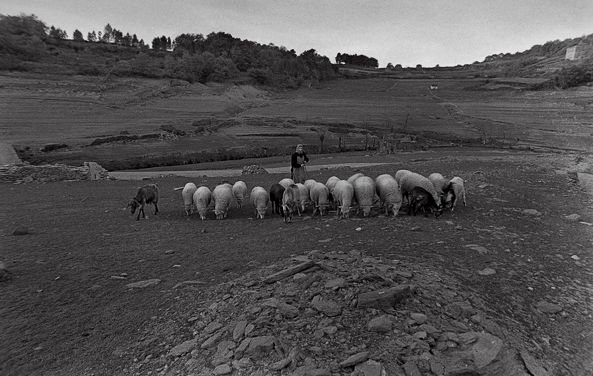 Año 1.968- El rebaño