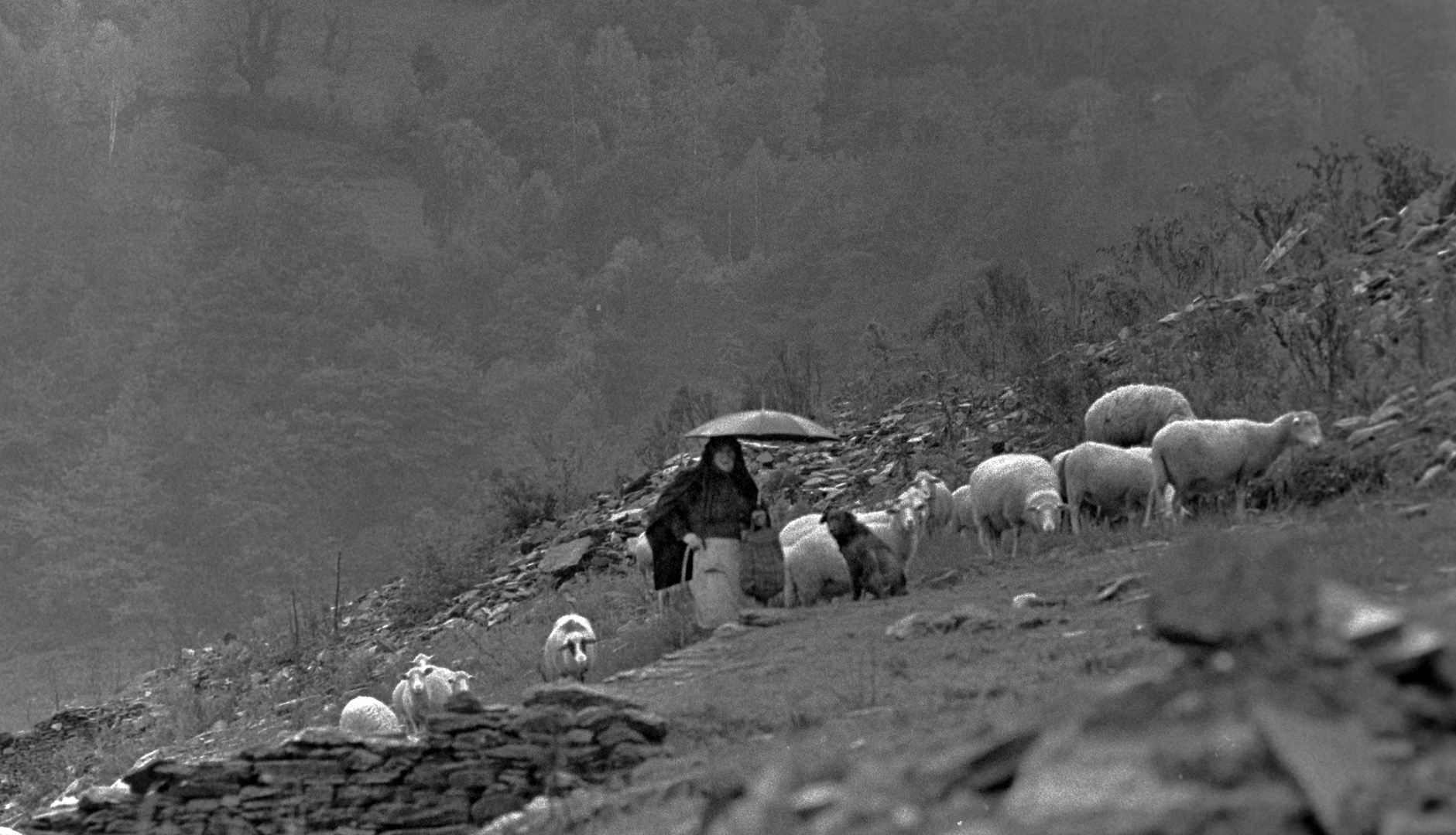 Año 1.969 -PATOREO BAJO LA LLUVIA