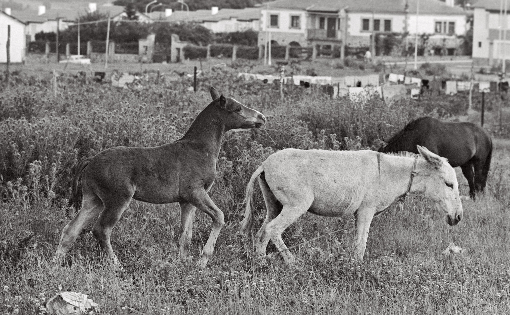 AÑO 1.974 - LOS BURROS DE LOS GITANOS