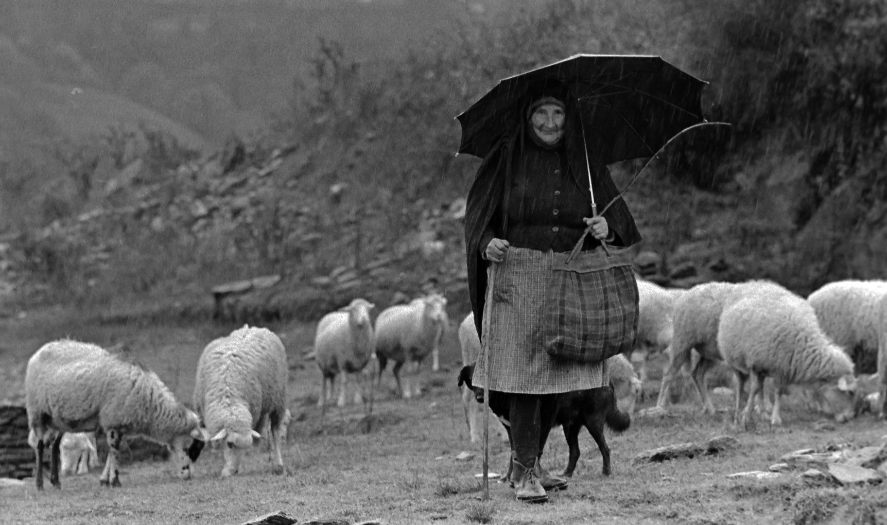 Año 1.975 - PASTOREO BAJO LA LLUVIA