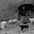 Año 1.975 - PASTOREO BAJO LA LLUVIA