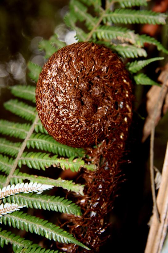 aotearoa's koru