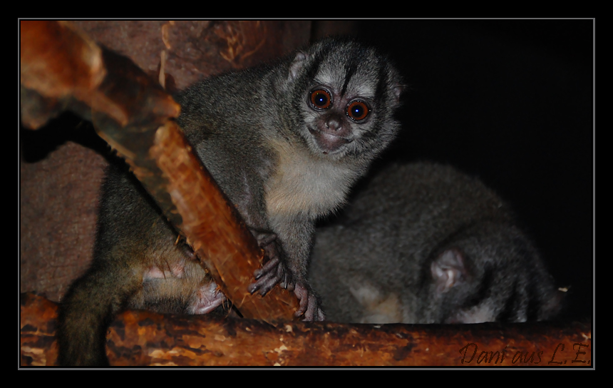 Aotus lemurinus griseimembra Foto & Bild tiere, zoo, wildpark