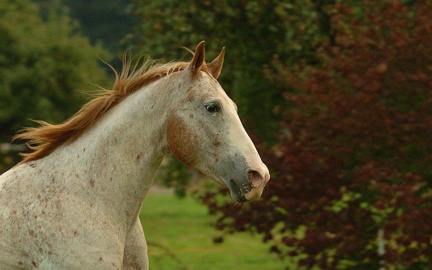 Apaloosa in Action