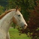 Apaloosa in Action