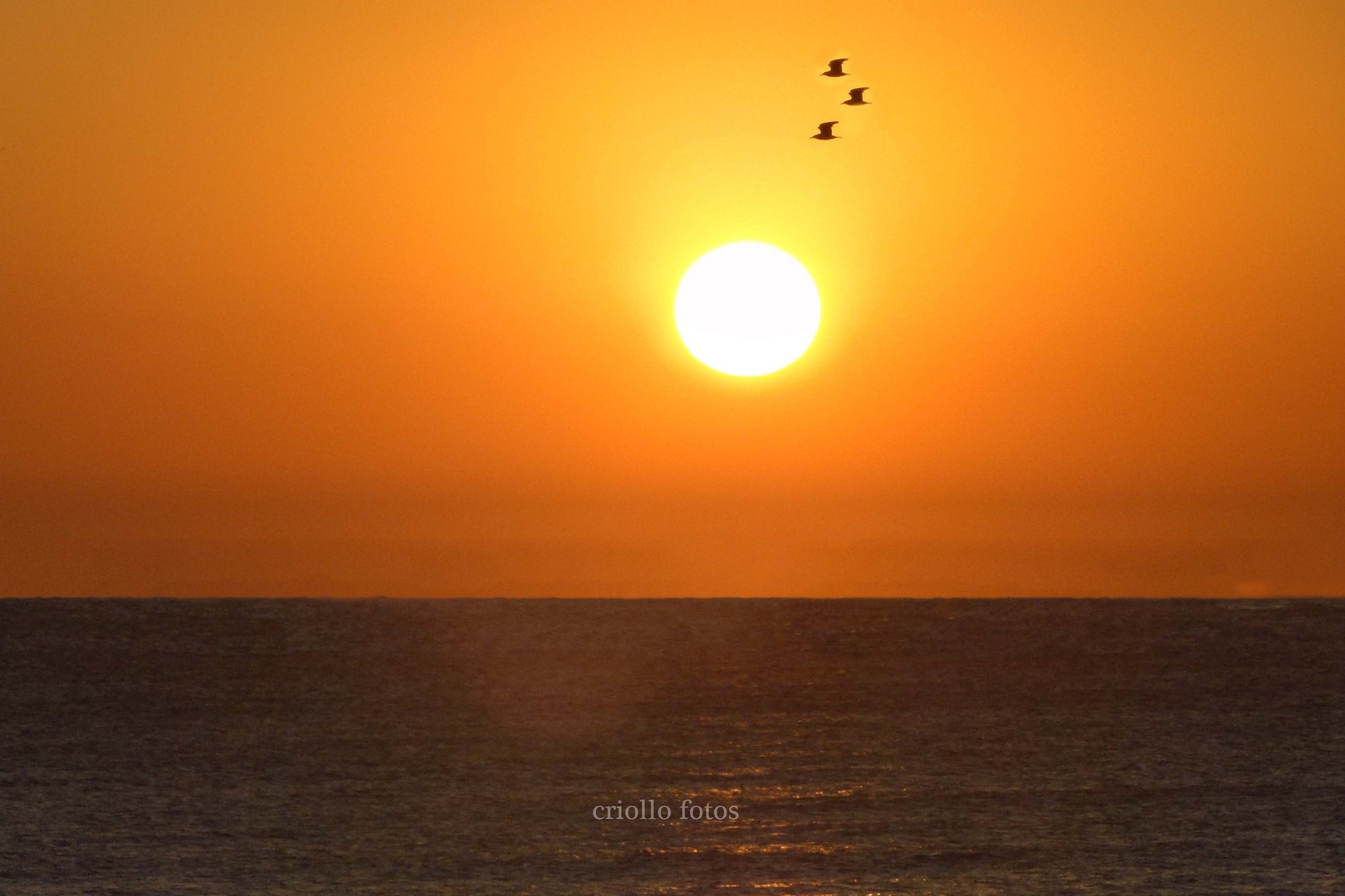 aparece el amarillo y pasan las aves