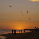 APARECEN LAS GAVIOTAS