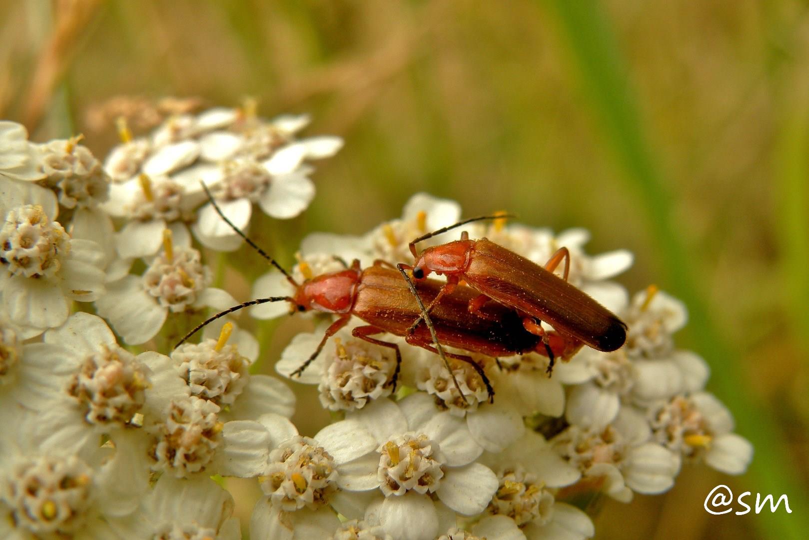 Apasionados