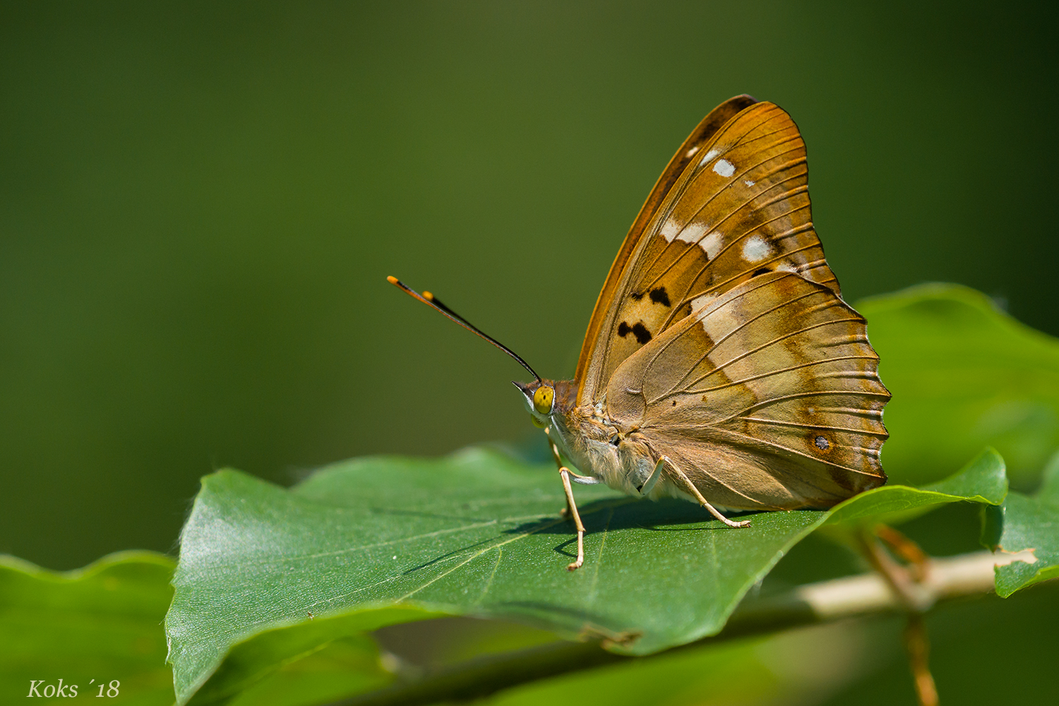 Apatura ilia