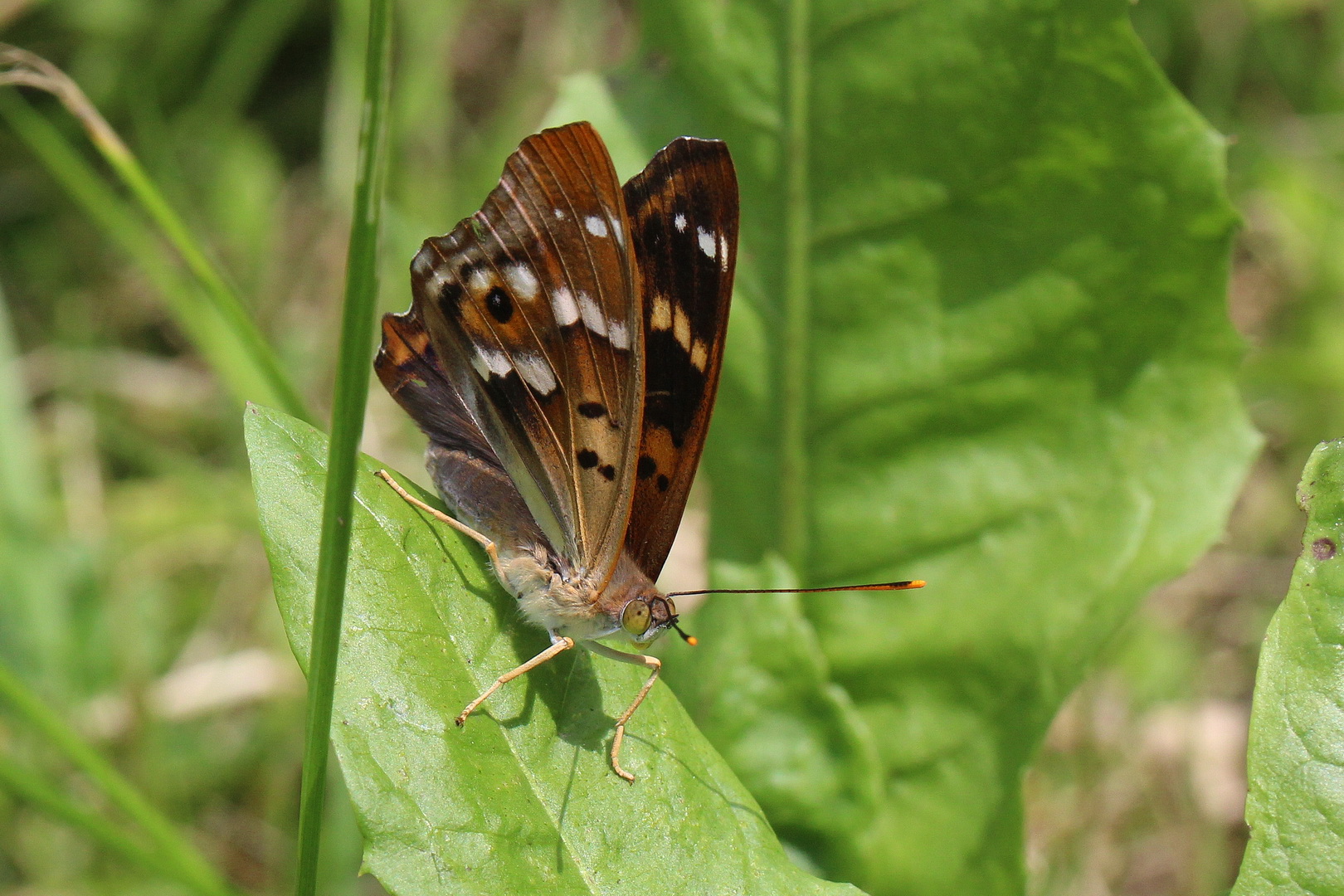 Apatura ilia