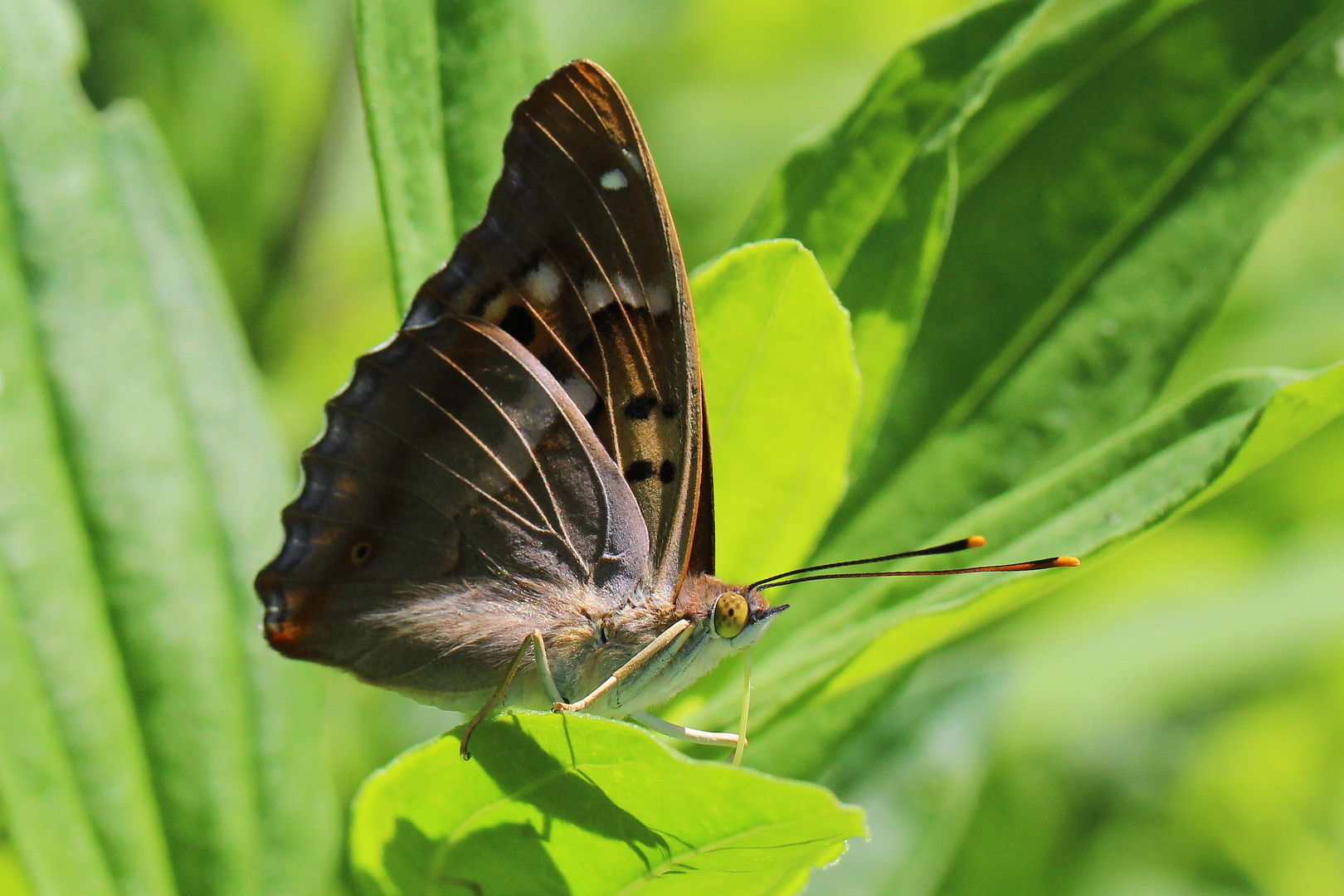 Apatura ilia