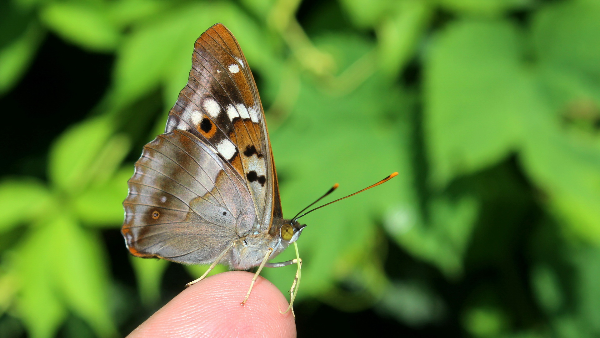 Apatura ilia