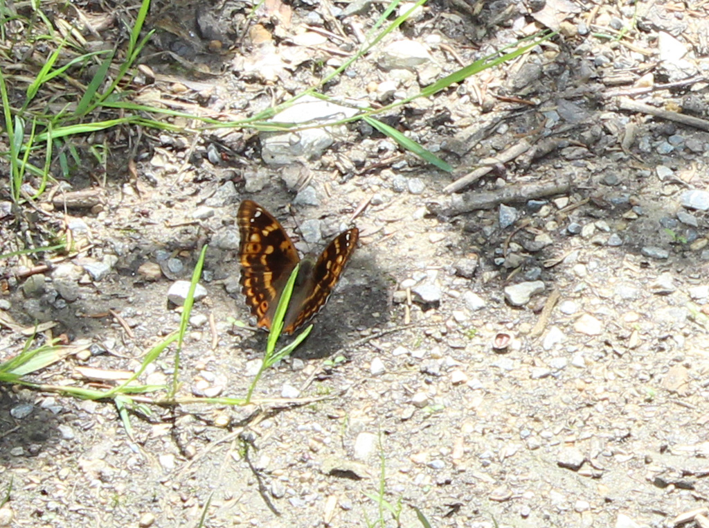 Apatura ilia- kleiner Schillerfalter 