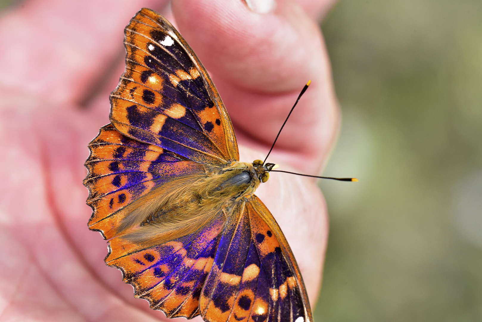 Apatura ilia (la manicure continua)