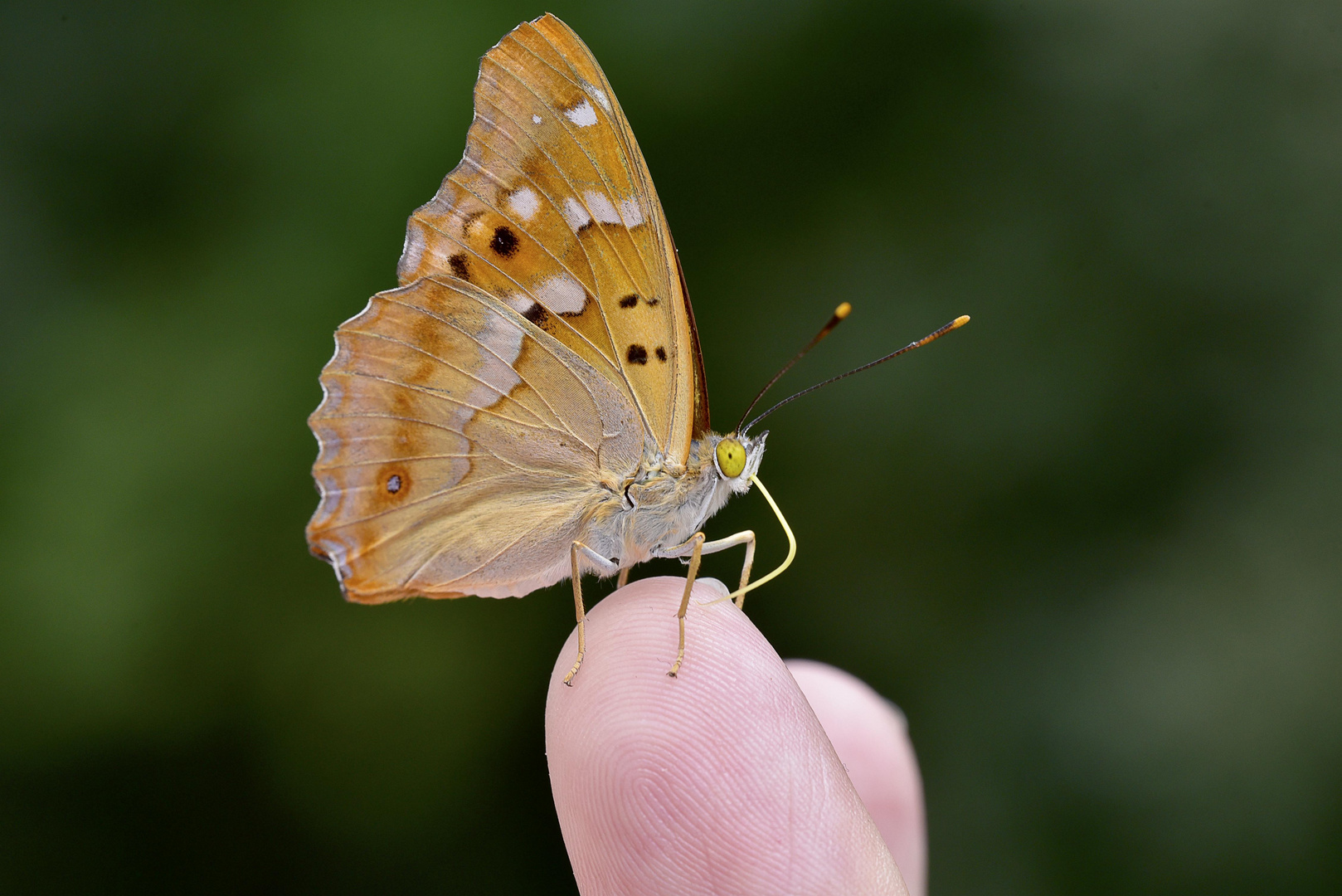 Apatura ilia (manicure)