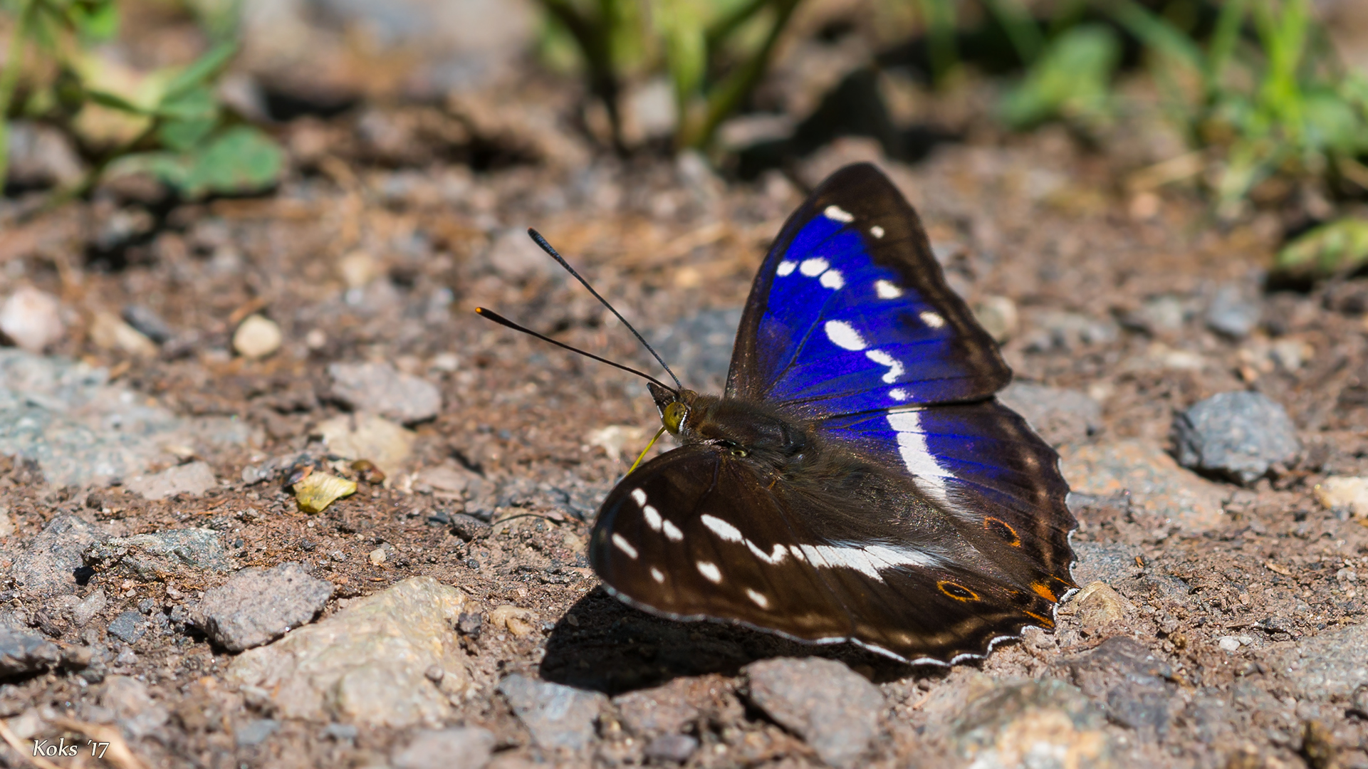 Apatura iris