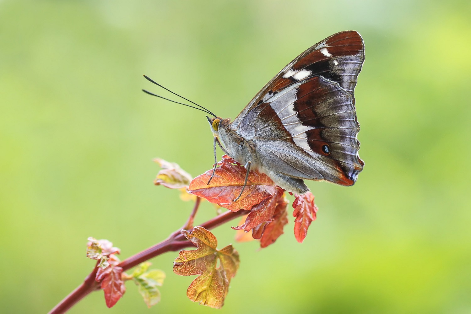 Apatura iris