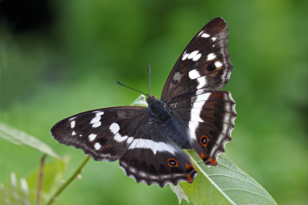 Apatura iris