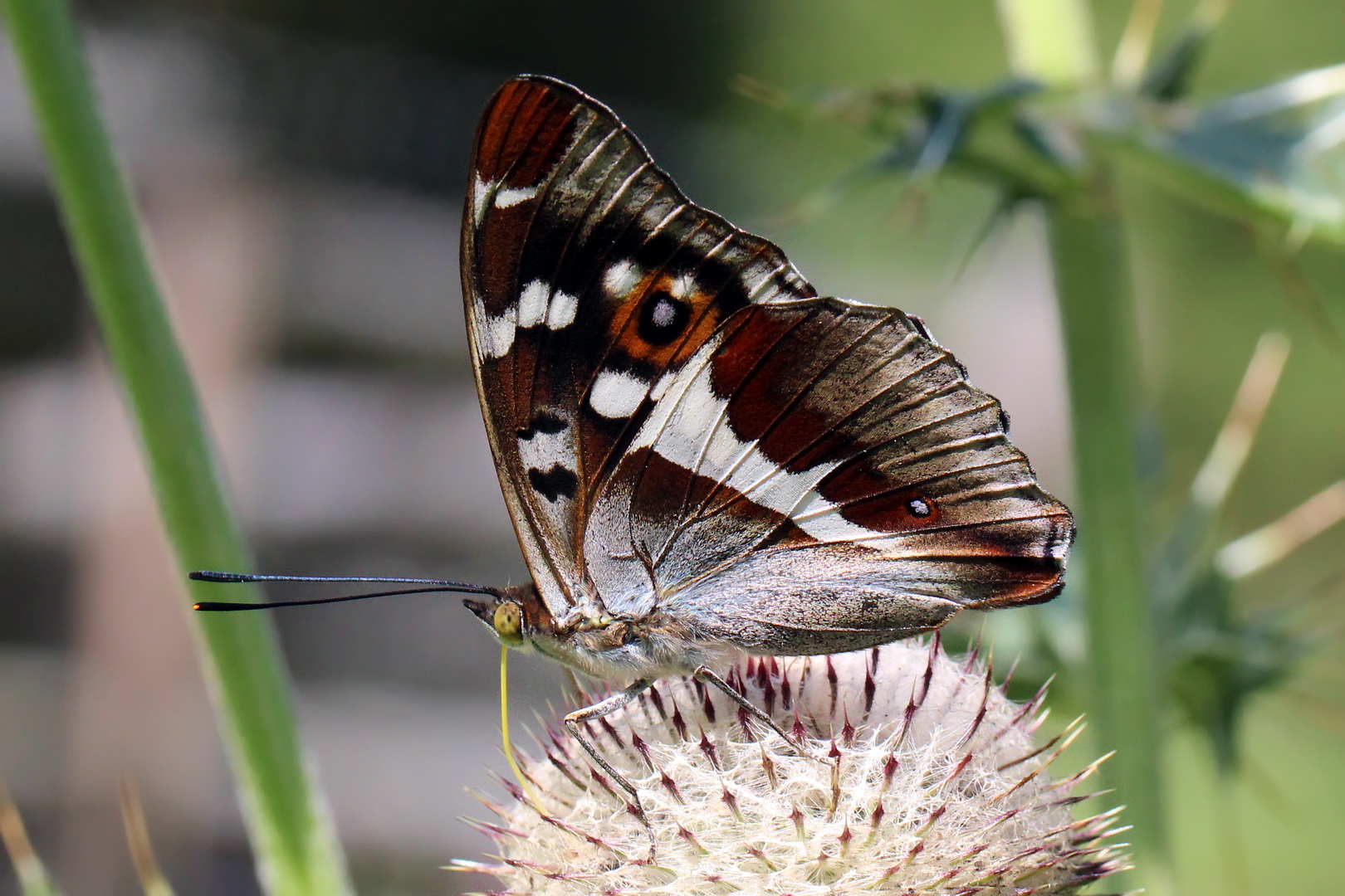 Apatura iris