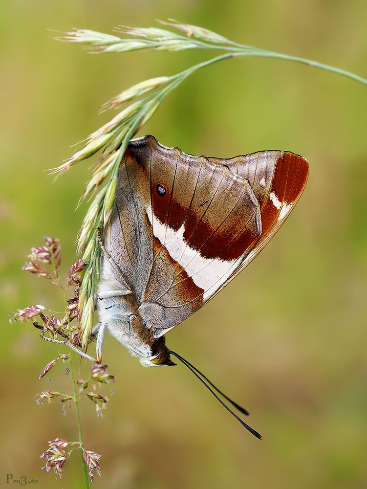 Apatura iris