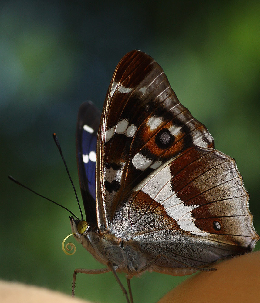 Apatura iris großer-Schillerfalter...