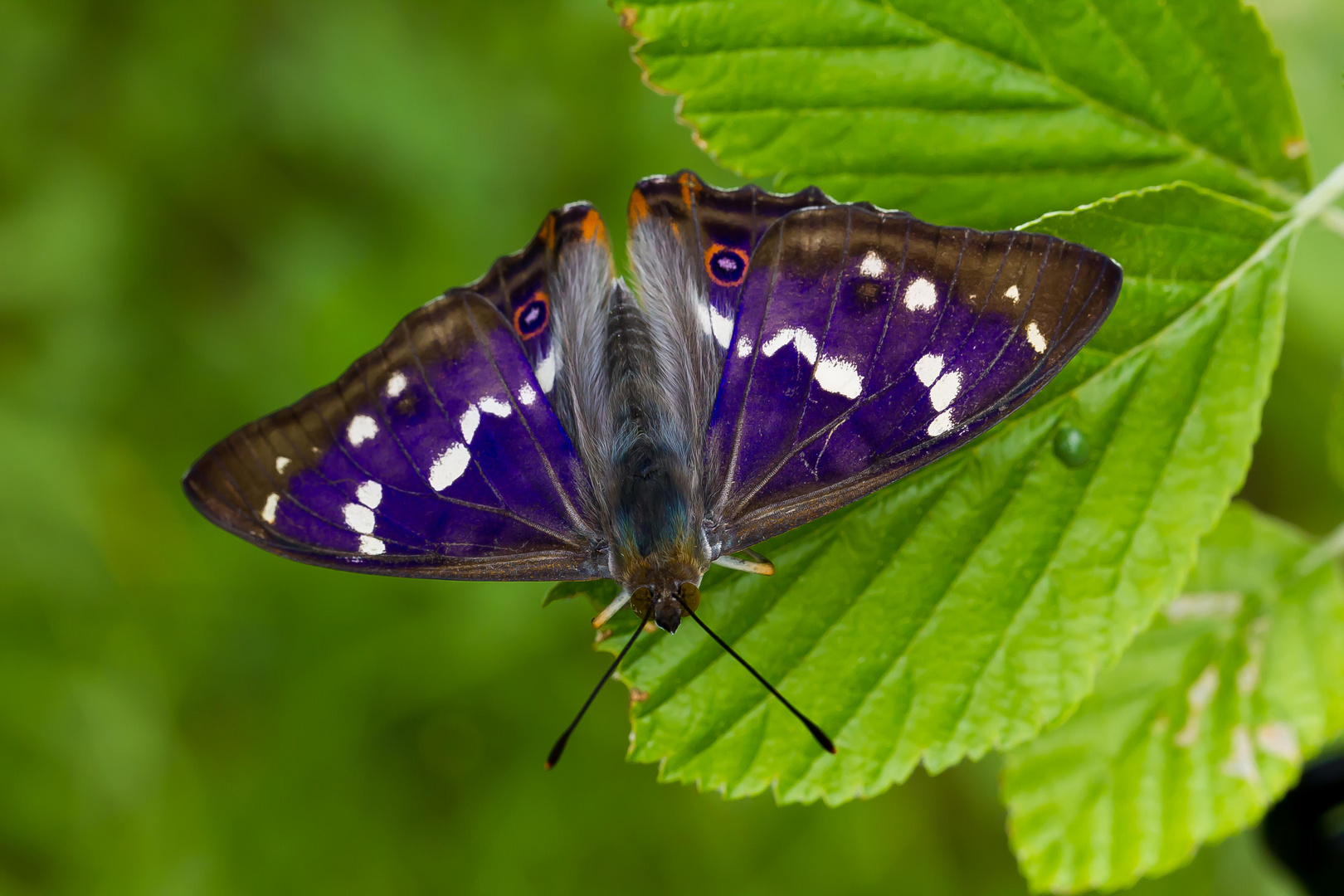 Apatura iris Grosser Schillerfalter