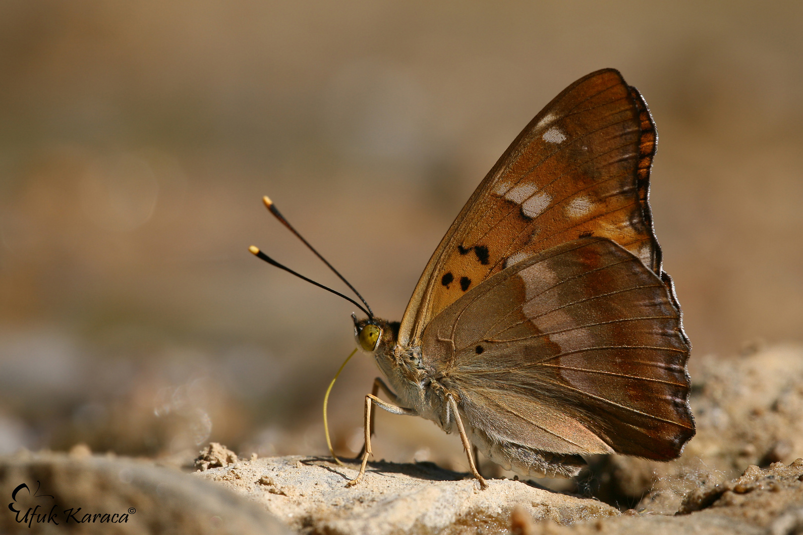 Apatura metis, Freyer’s purple emperor