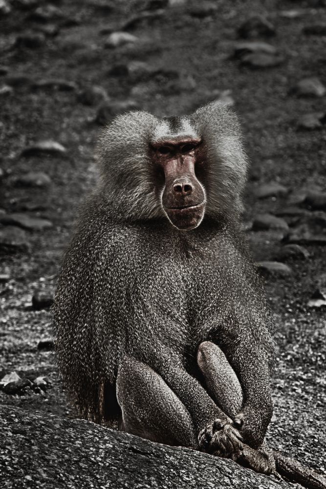 Ape Foto & Bild | archiv, a r c h i v aktuell, affen Bilder auf ...