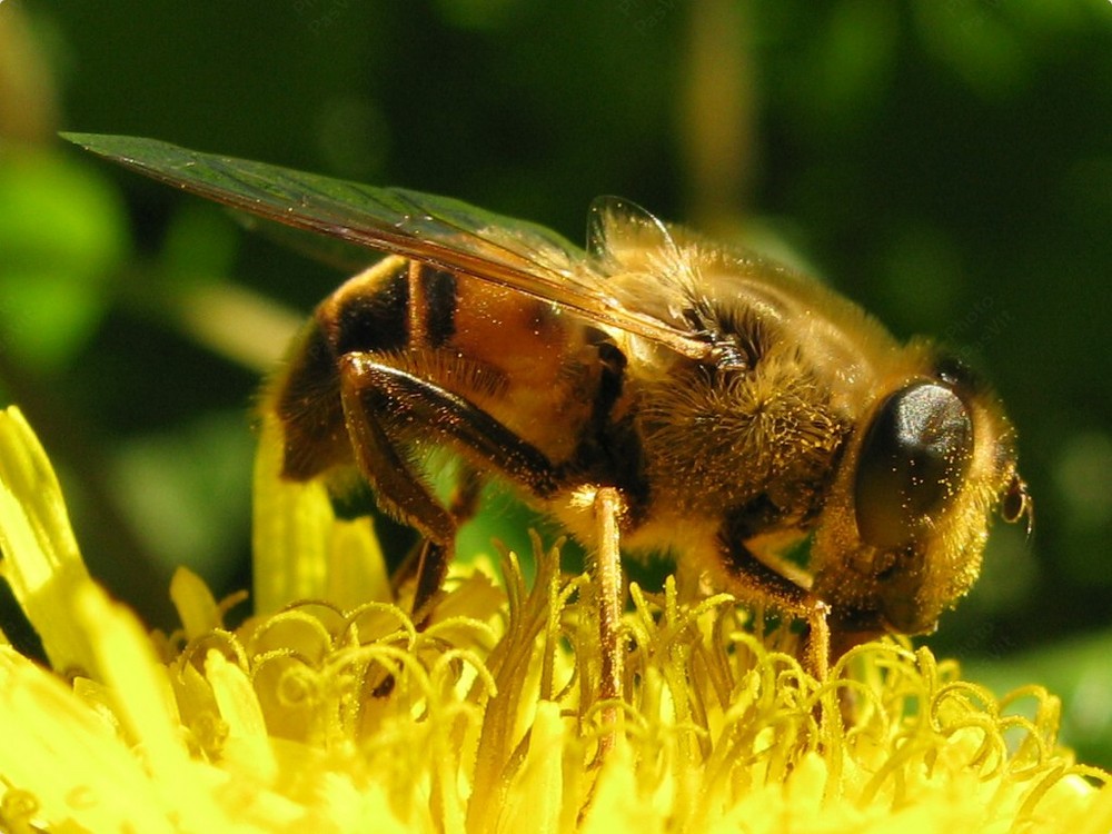 Ape (2) su infiorescenza di Verga d'oro (Solidago virgaurea)