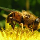 Ape (2) su infiorescenza di Verga d'oro (Solidago virgaurea)