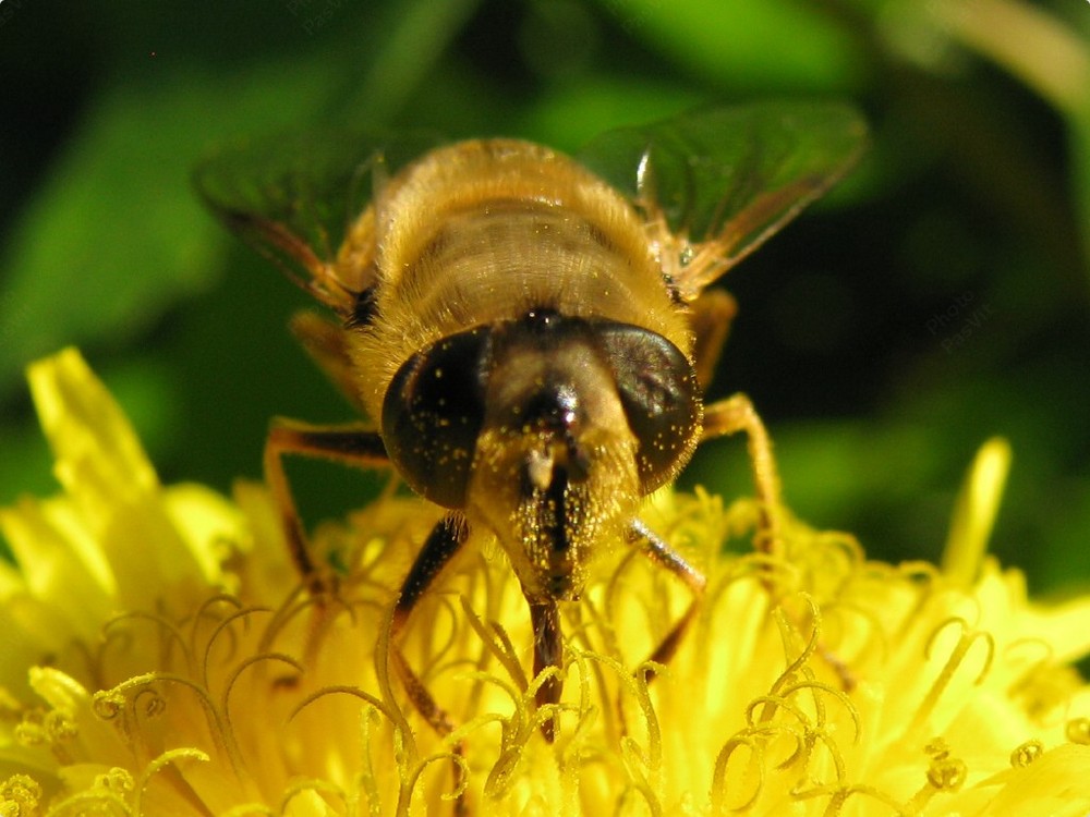 Ape (3) su infiorescenza di Verga d'oro (Solidago virgaurea)